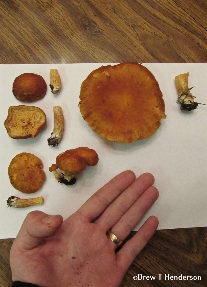 Gymnopilus humicola image