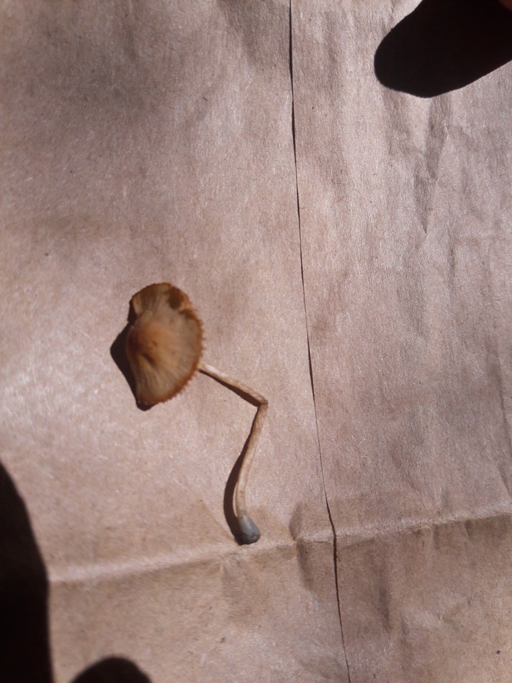 Conocybe smithii image