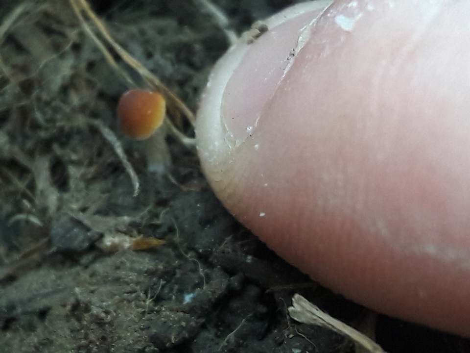 Conocybe smithii image