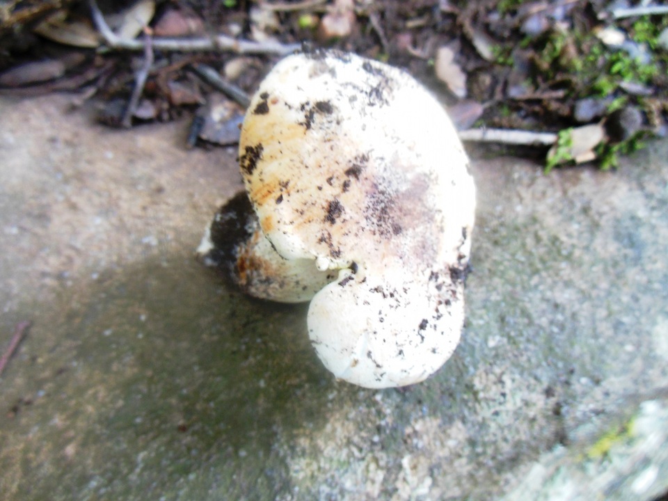 Russula ilicis image