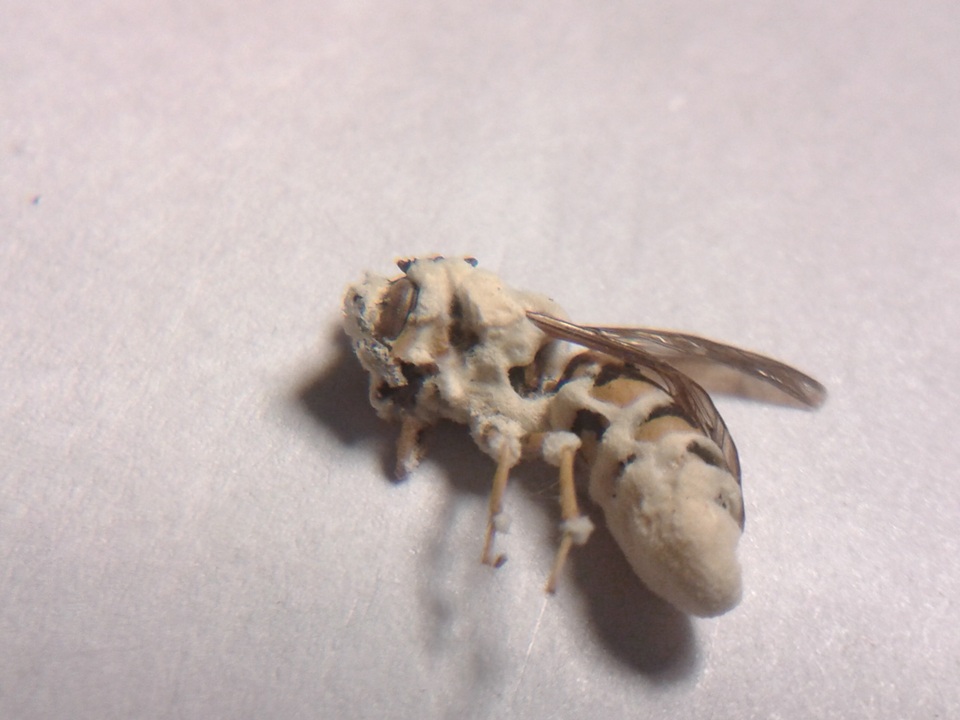 Beauveria bassiana image
