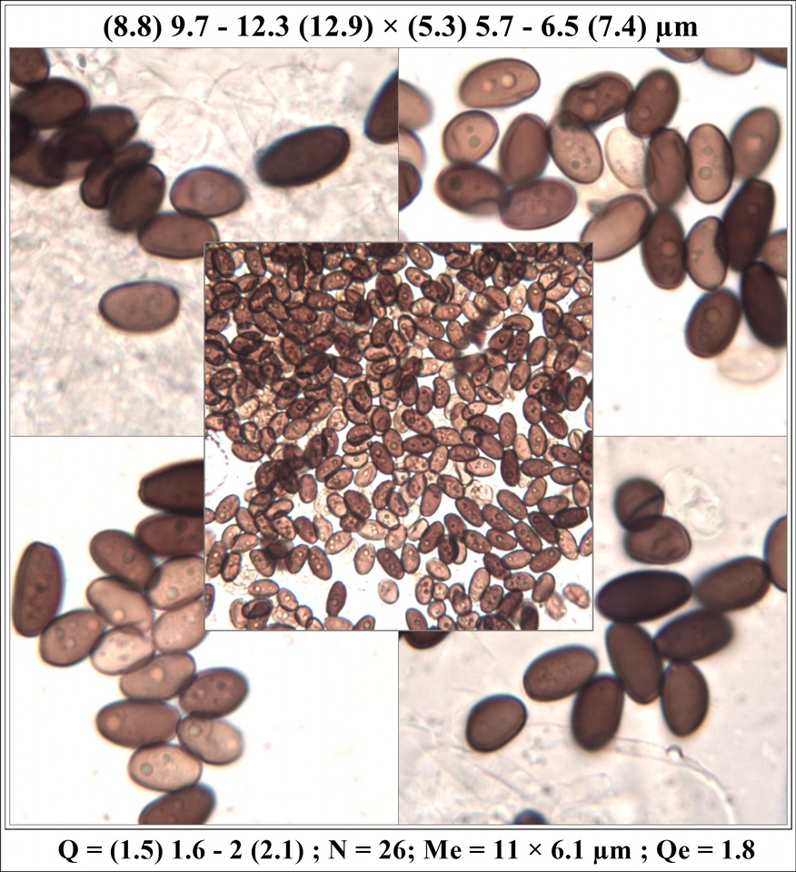 Coprinellus callinus image