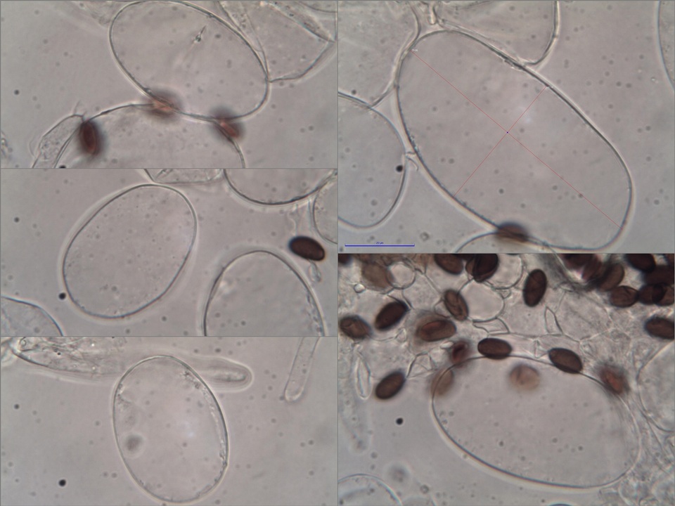 Coprinellus callinus image