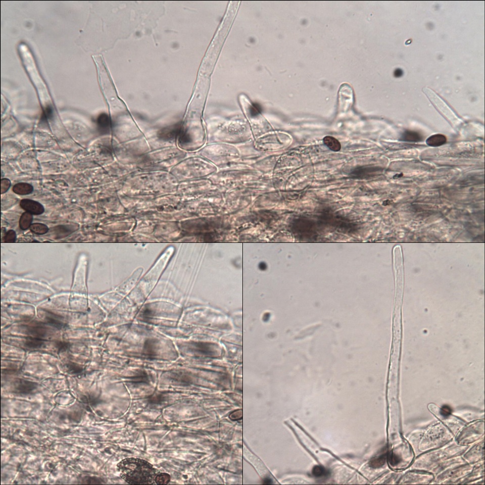 Coprinellus callinus image