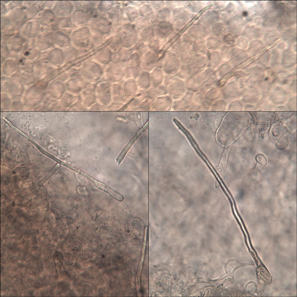 Coprinellus callinus image