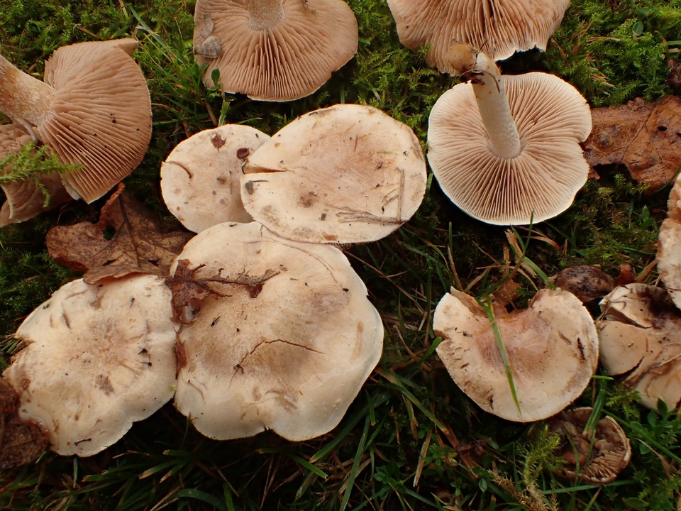 Hebeloma fragilipes image