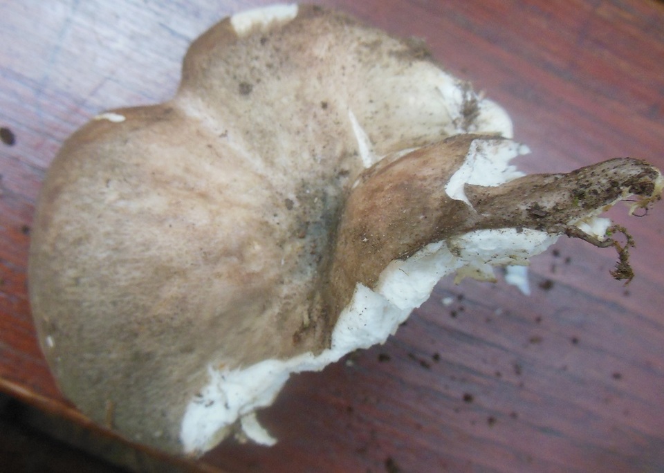Tricholoma cedretorum image