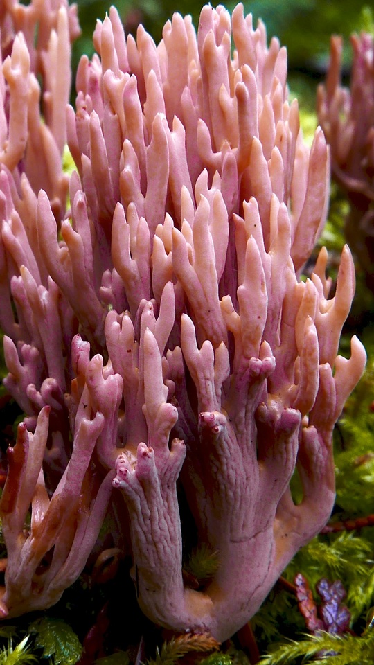 Ramaria rubella f. rubella image