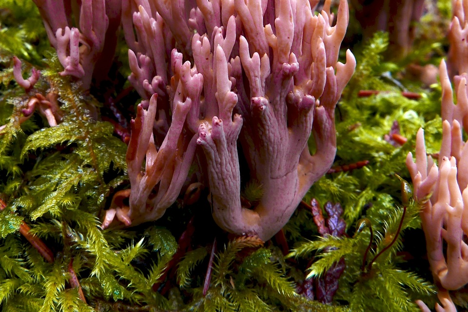 Ramaria rubella f. rubella image