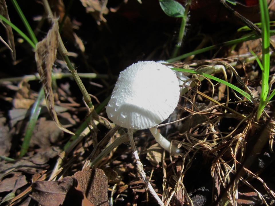 Leucocoprinus cygneus image