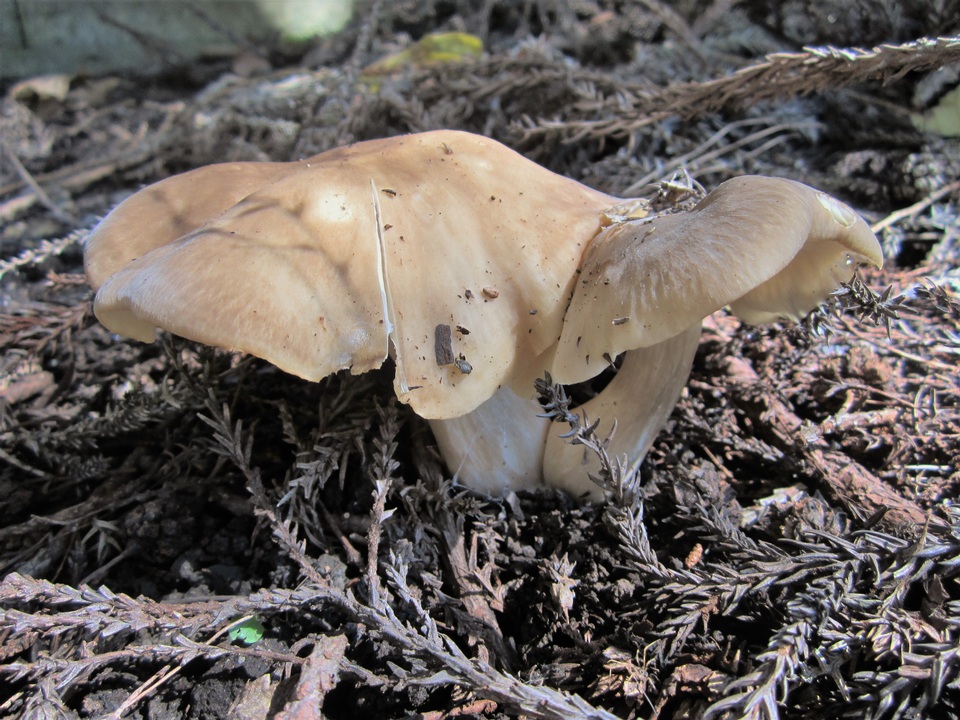 Macrocybe gigantea image