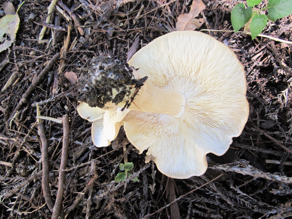 Macrocybe gigantea image
