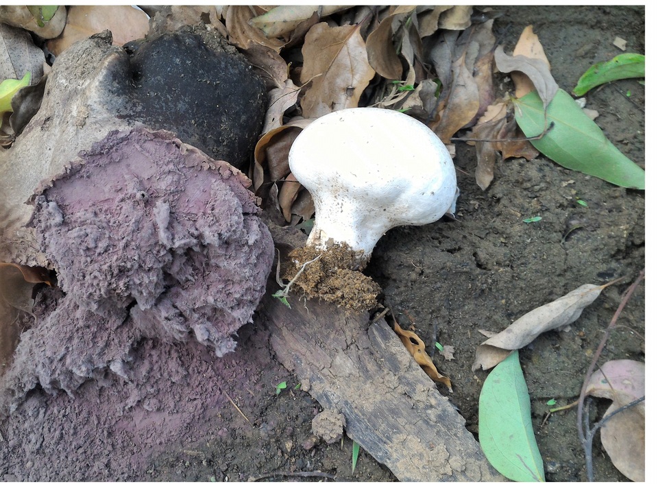 Calvatia lilacina image