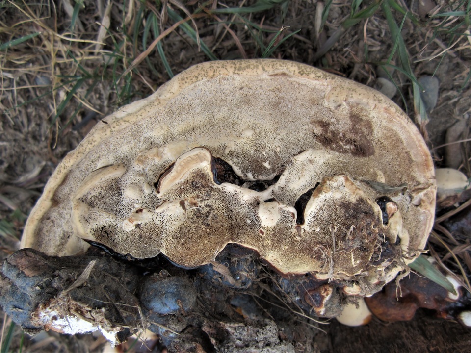 Ganoderma weberianum image