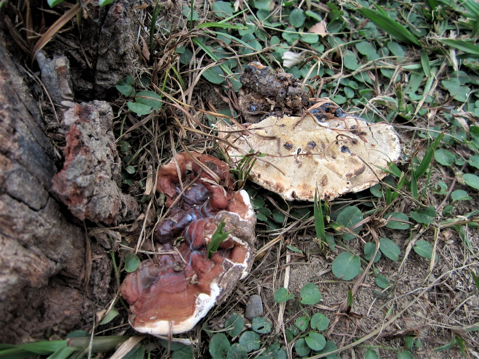 Ganoderma weberianum image