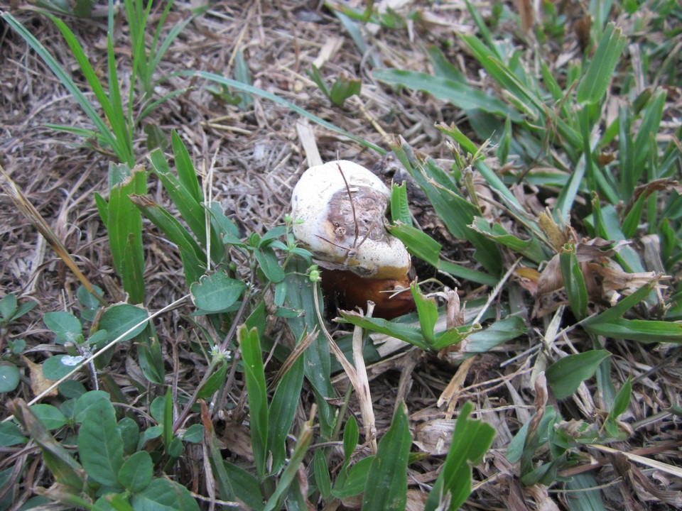 Ganoderma weberianum image