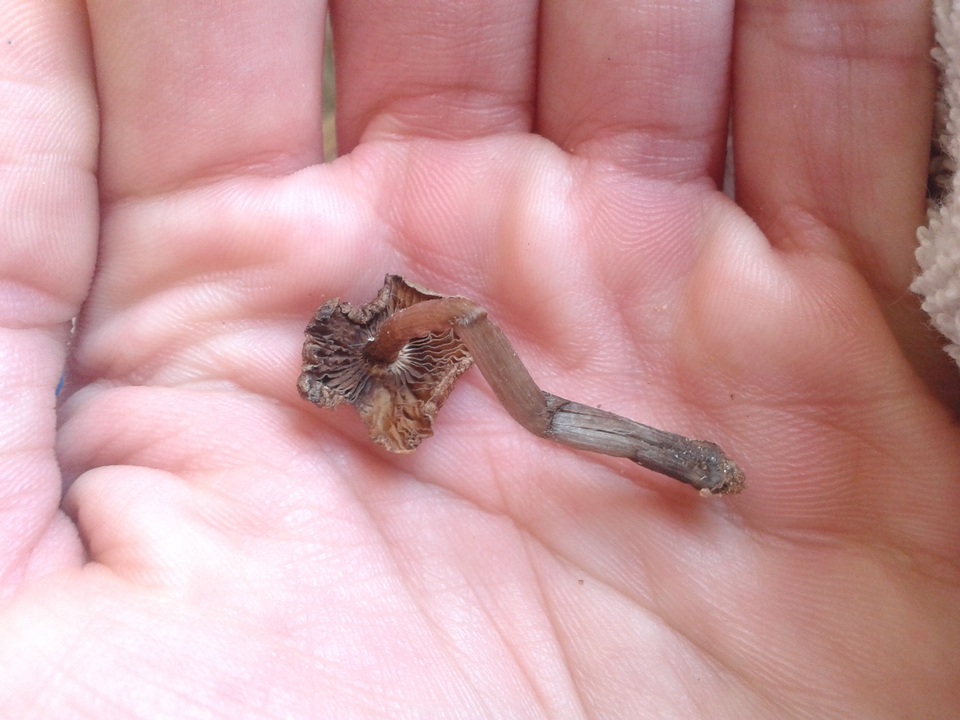 Inocybe insignis image