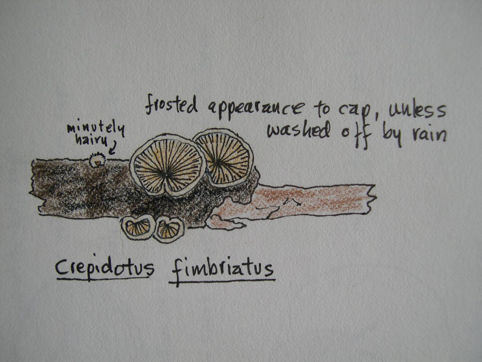 Crepidotus fimbriatus image