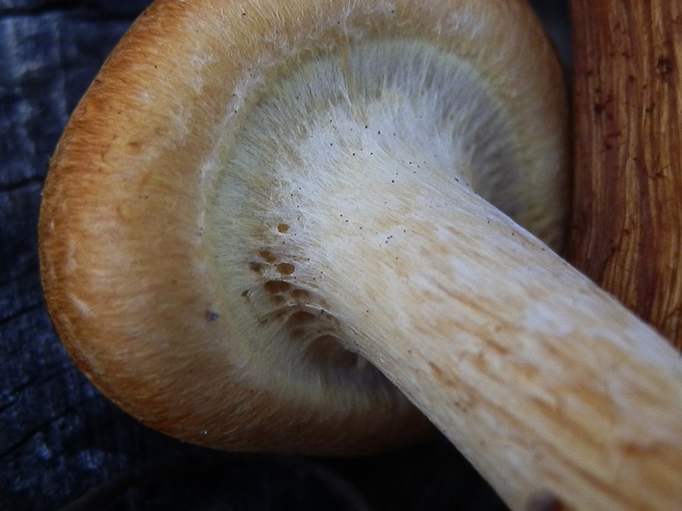 Gymnopilus luteocarneus image