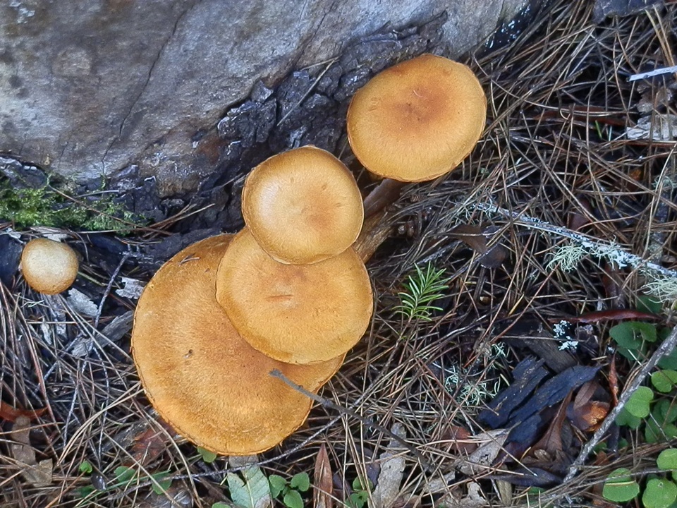Gymnopilus luteocarneus image