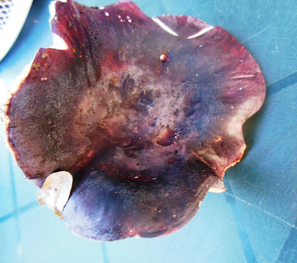 Russula torulosa image