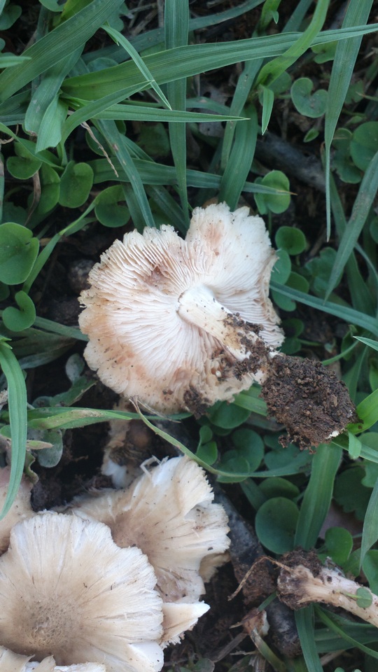 Termitomyces clypeatus image