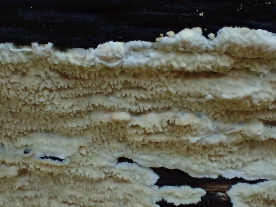 Phlebia acerina image