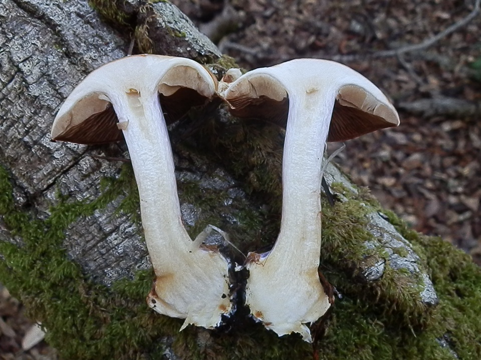 Cortinarius fuligineofolius image