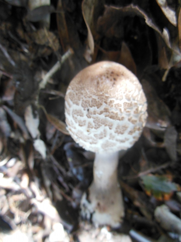 Macrolepiota excoriata image