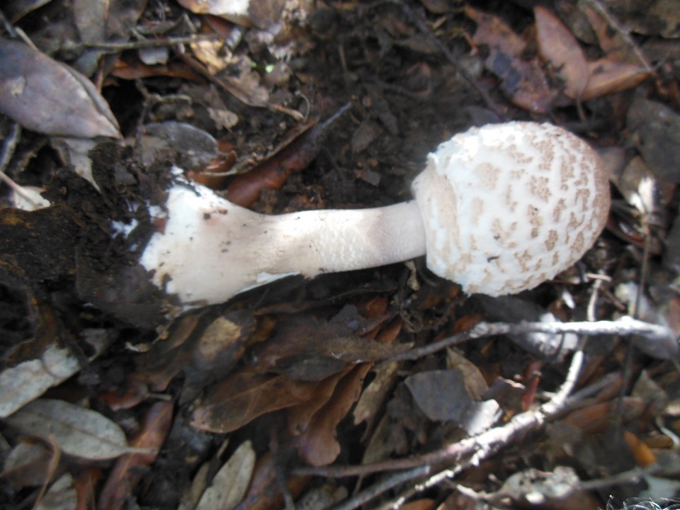 Macrolepiota excoriata image