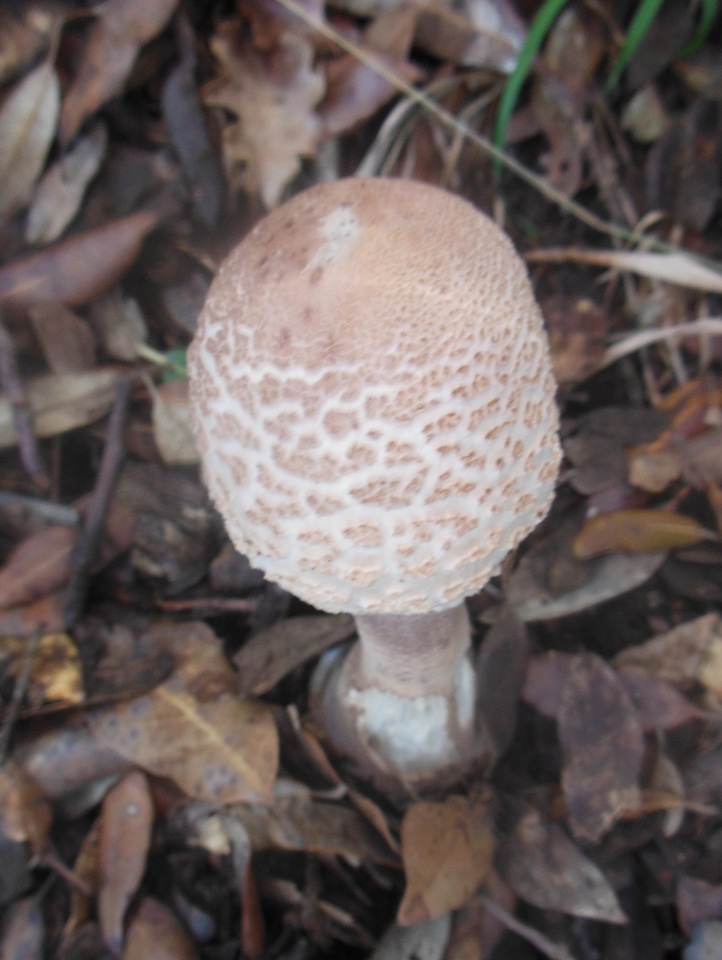 Macrolepiota excoriata image
