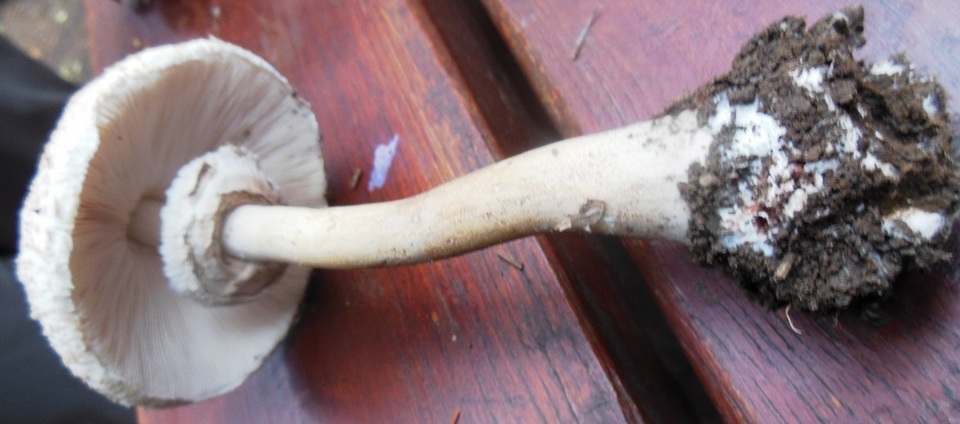 Macrolepiota konradii image