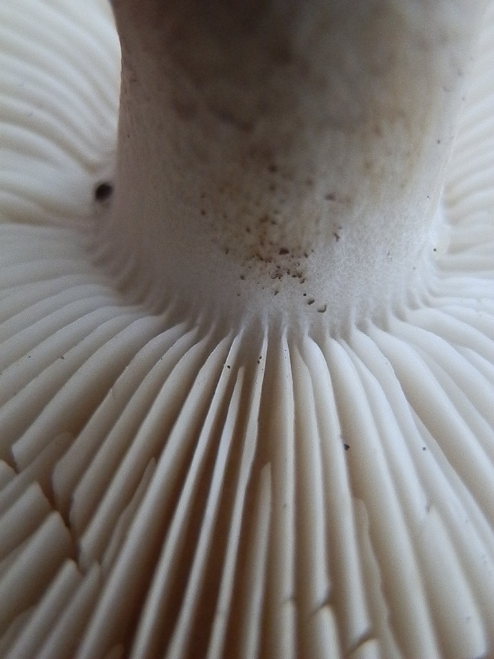 Melanoleuca evenosa image