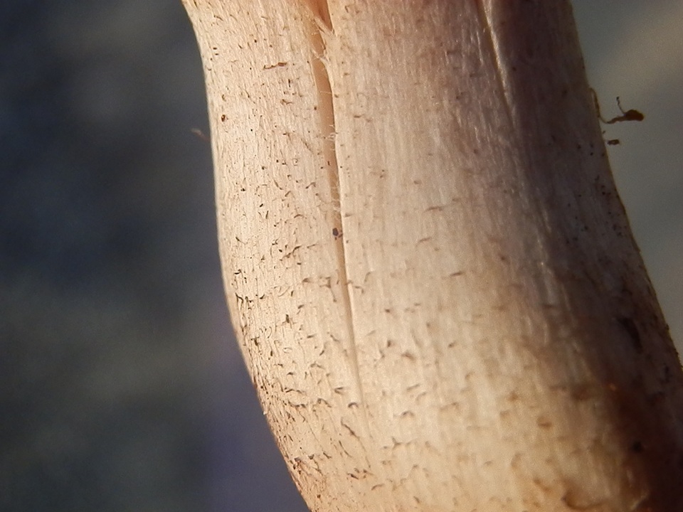 Melanoleuca evenosa image