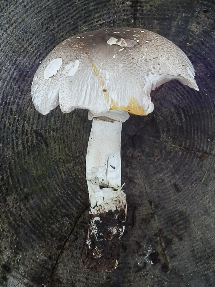 Agaricus buckmacadooi image
