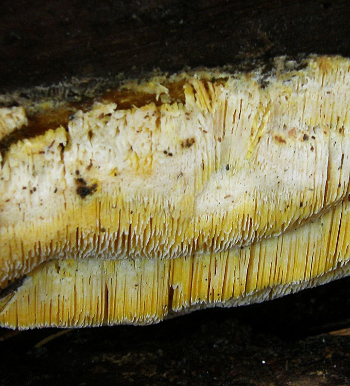Fibroporia radiculosa image