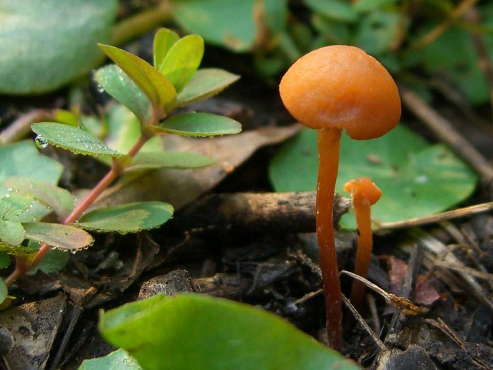 Mythicomyces corneipes image