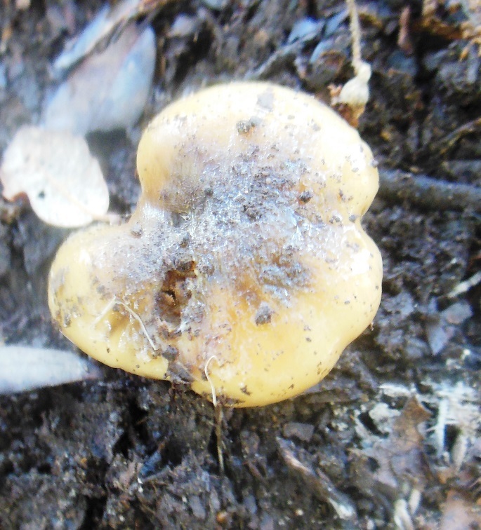 Cortinarius elegantissimus image