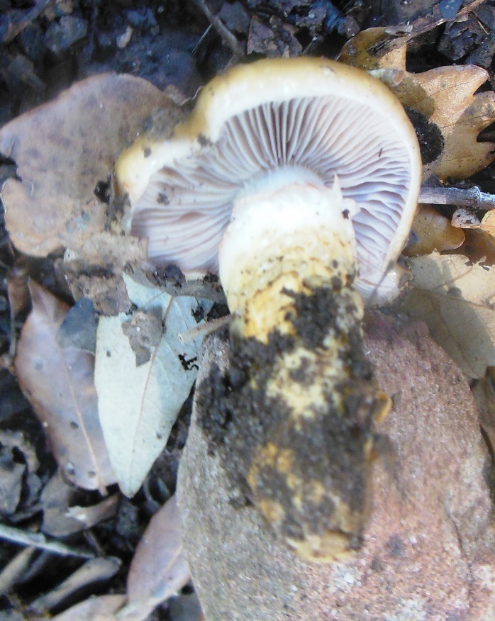 Cortinarius elegantissimus image