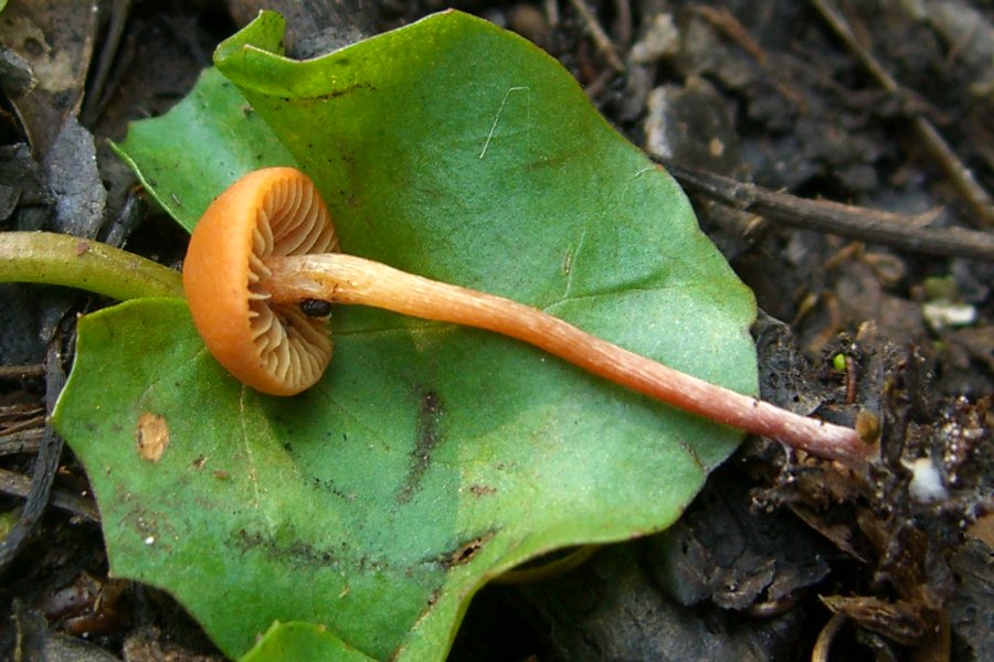 Mythicomyces corneipes image