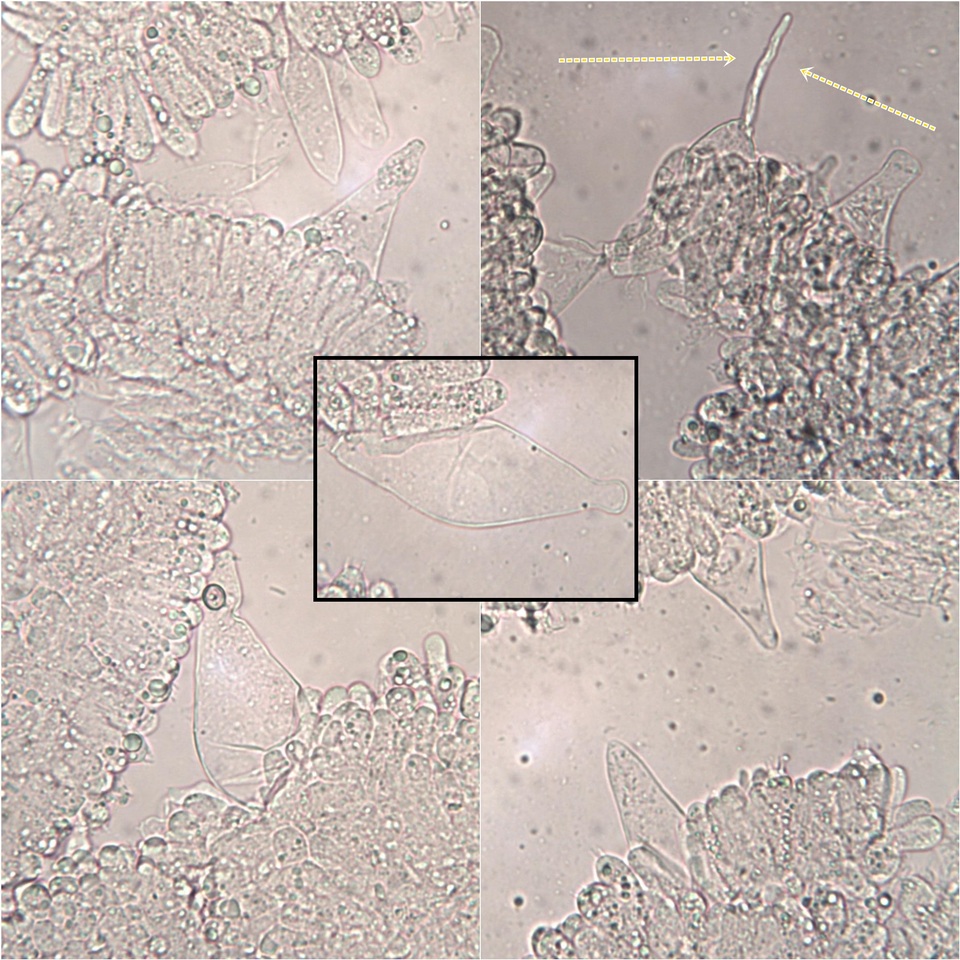 Pluteus ephebeus image