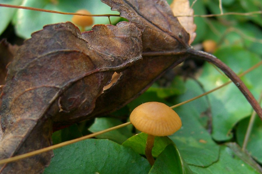 Mythicomyces corneipes image