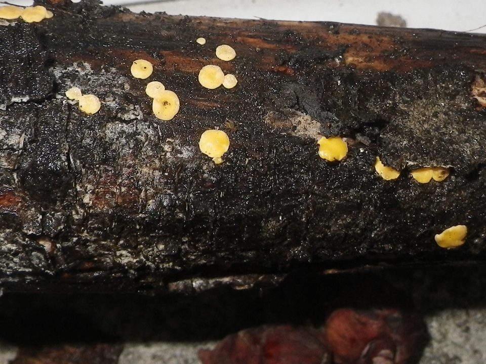 Trichoderma aureoviride image