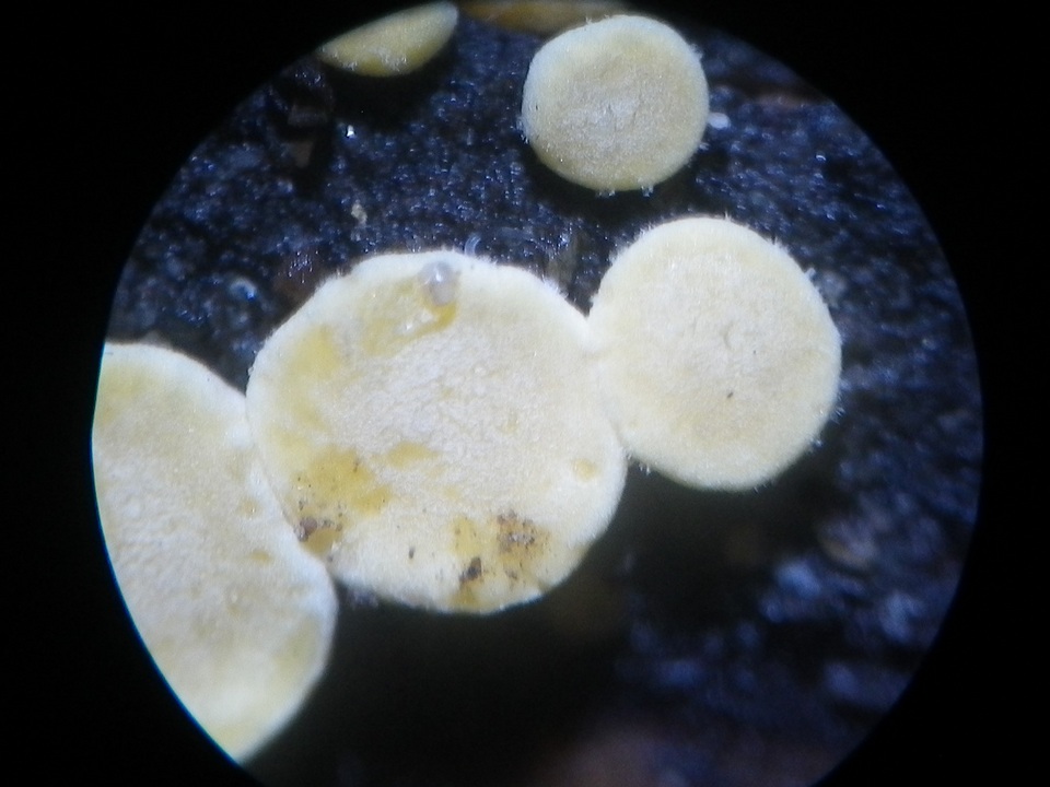 Trichoderma aureoviride image