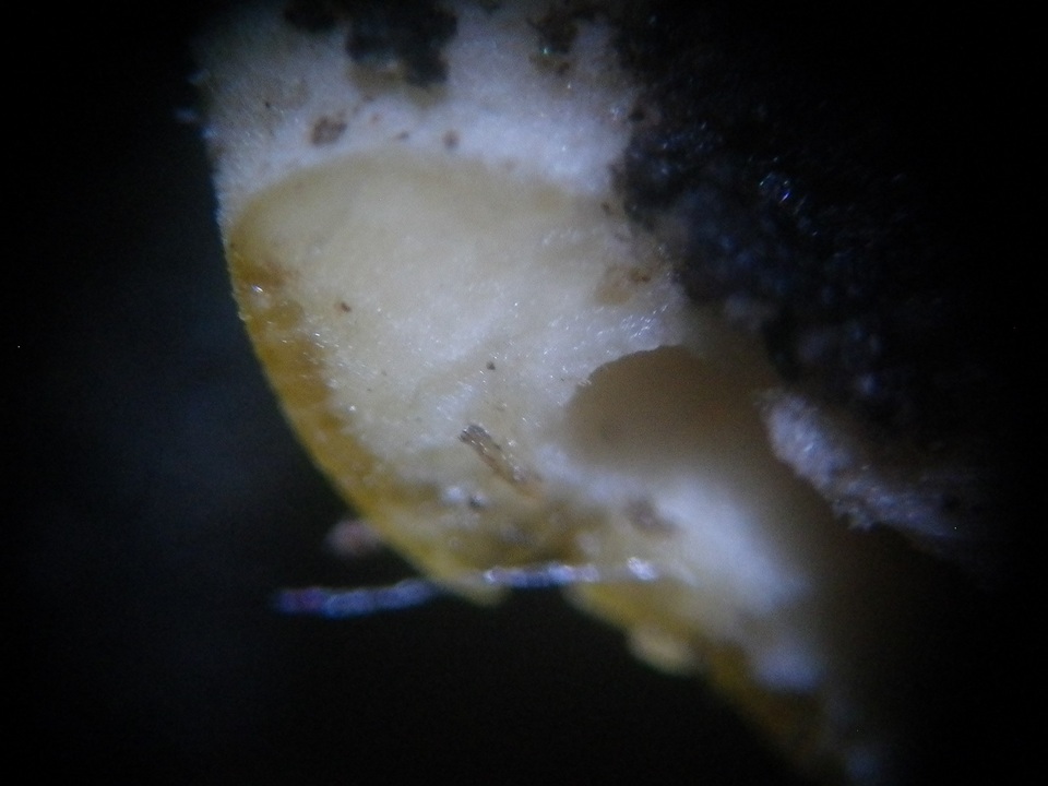 Hypocrea aureoviridis image