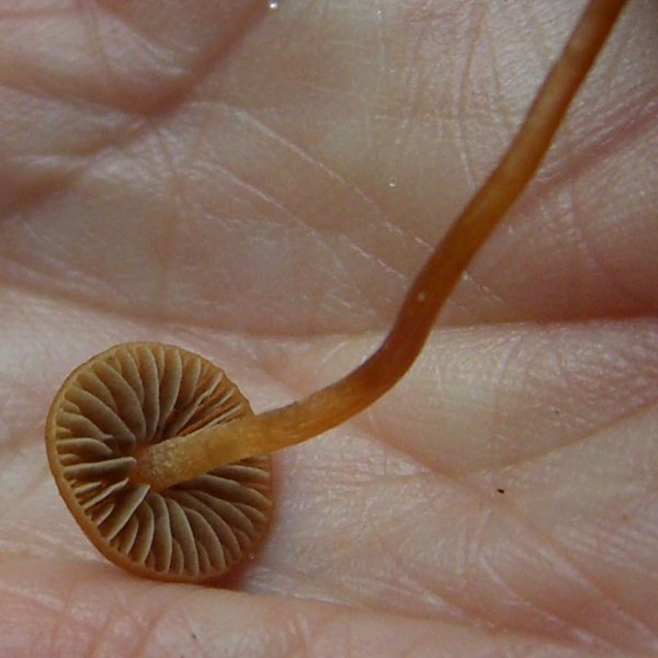 Mythicomyces image