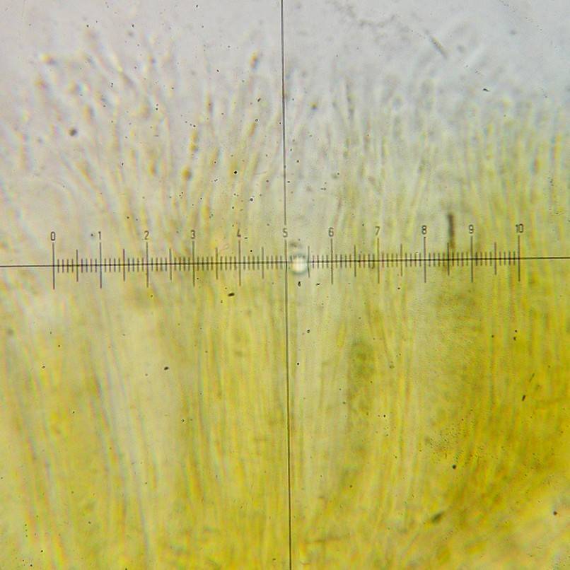Sarea resinae image