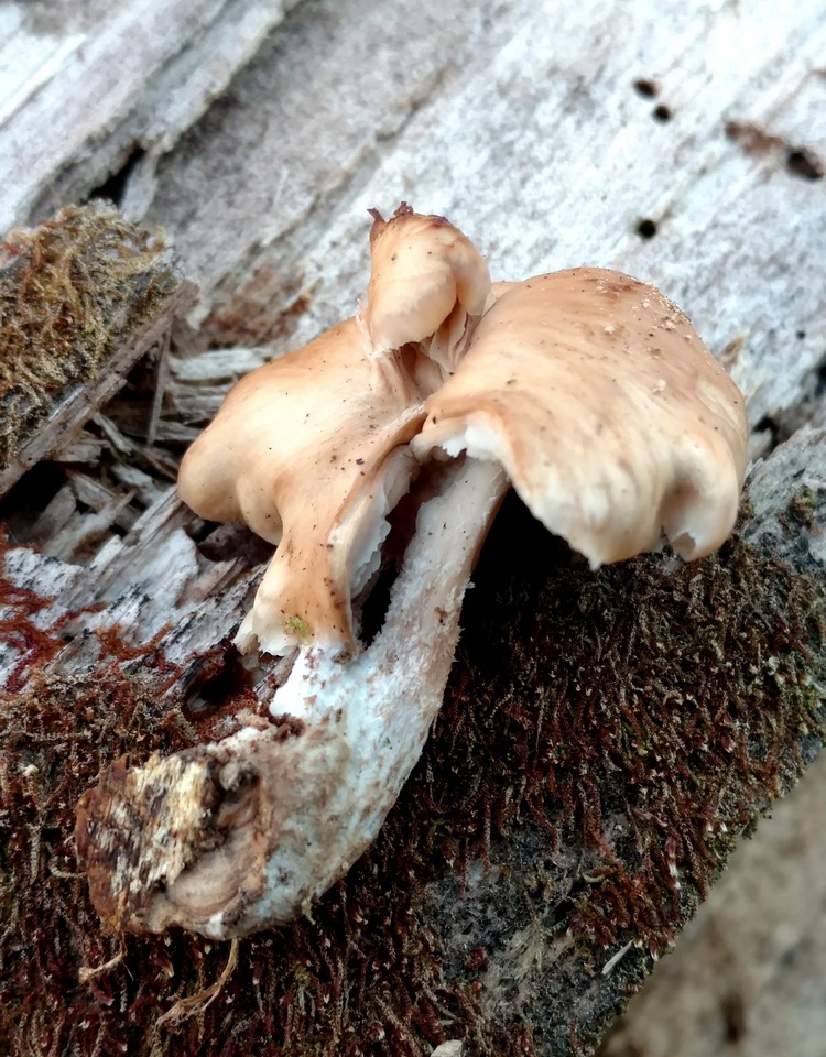 Lentinellus subaustralis image