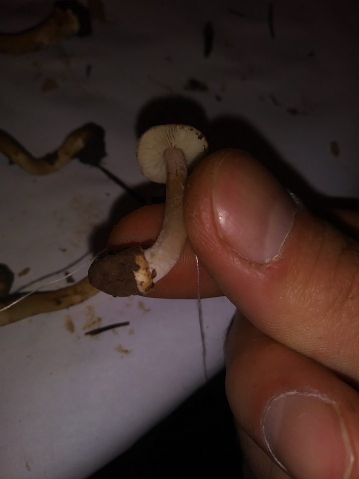 Inocybe grammata image