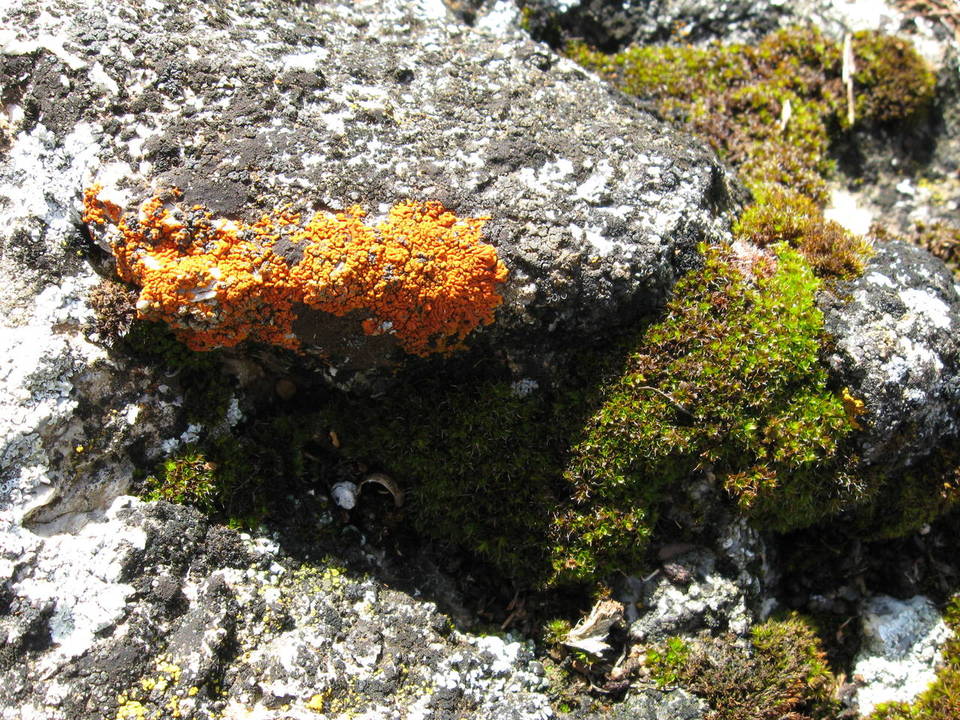 Caloplaca ignea image